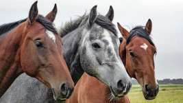 koně3 horses-1414889 1280